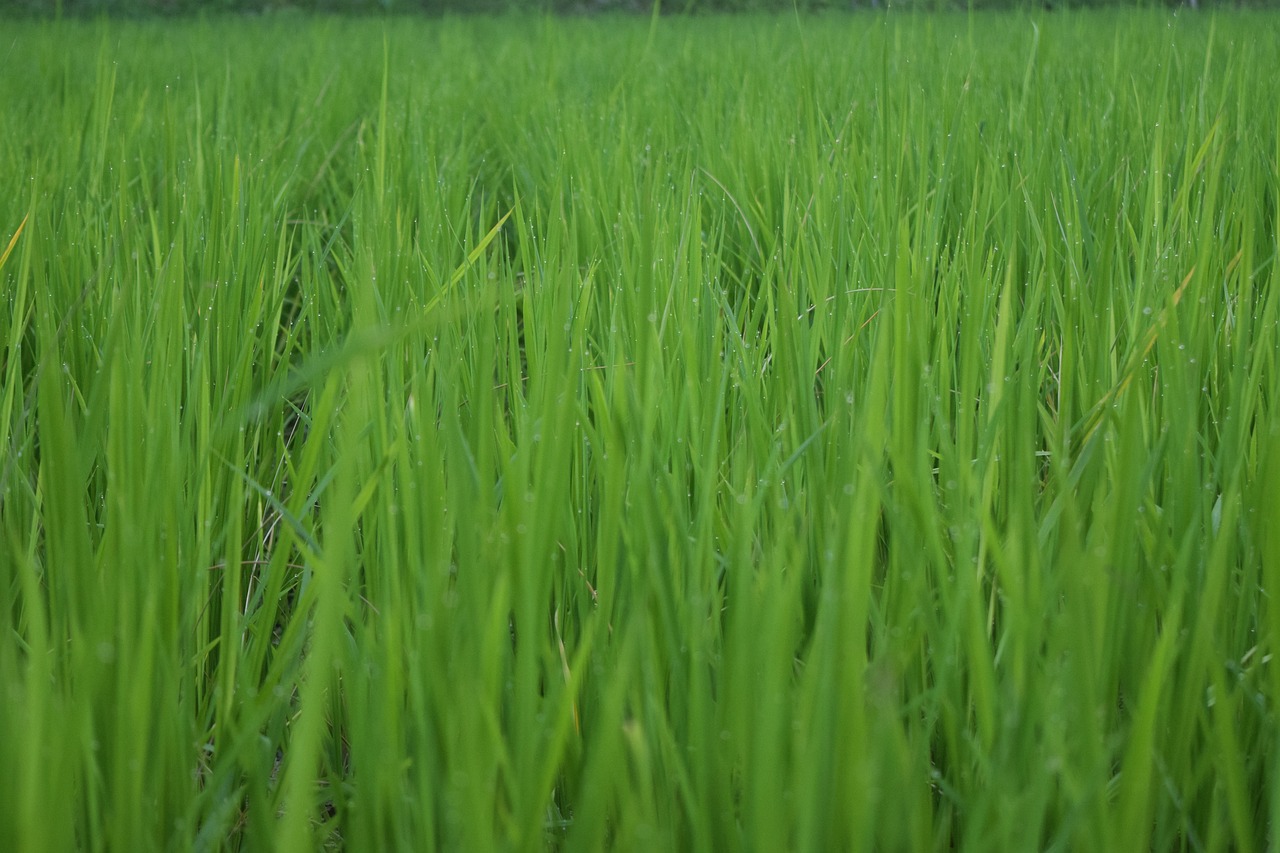 访客